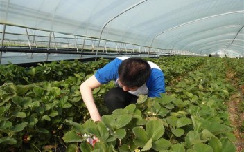 딸기따고 왓어요 자람 친구들 이미지